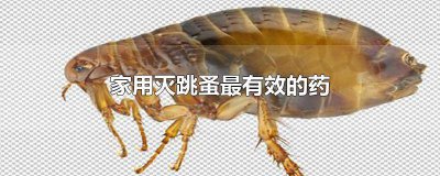 ​消灭跳蚤的最佳药物无毒 什么药可以杀灭跳蚤