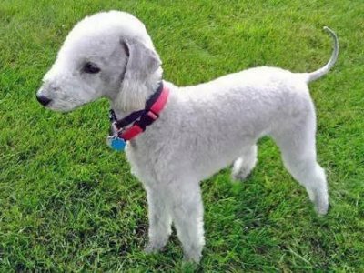 ​它像羊？像草泥马？其实它是一只贝灵顿梗犬
