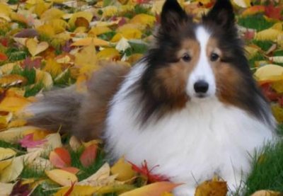 ​小比熊喂养的时候需要注意这些问题！ 比熊犬喂养